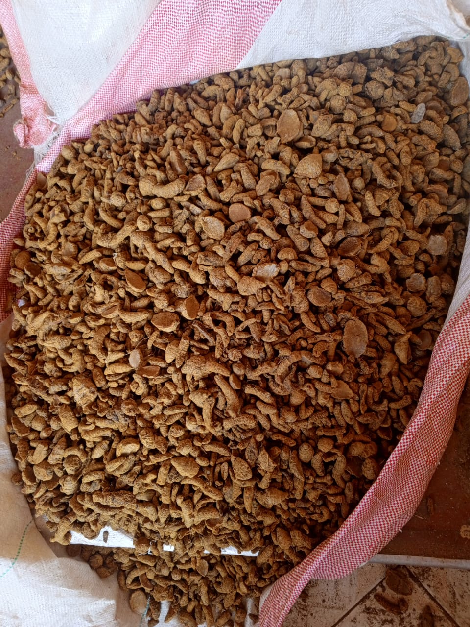 Fennel Seeds Harvesting