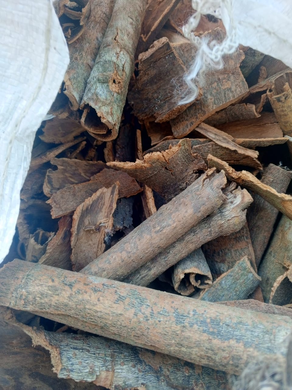 Cinnamon Bark Processing